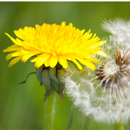 Pissenlit : retrouver souplesse physique et psychique