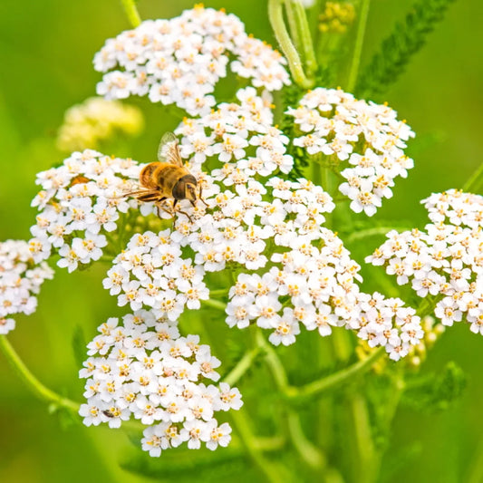 Achillée blanche : se protéger des ondes environnementales