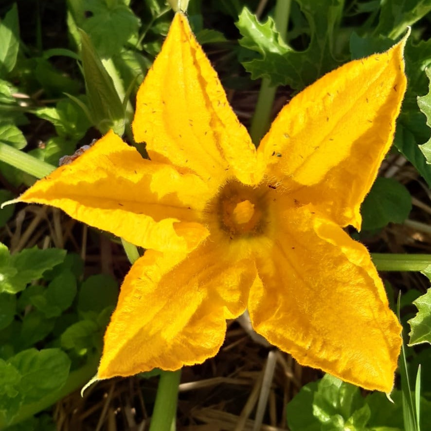 Courgette : donner naissance à ses projets