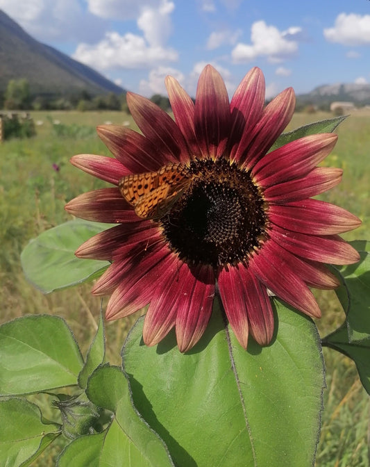 Tournesol : équilibrer son ego
