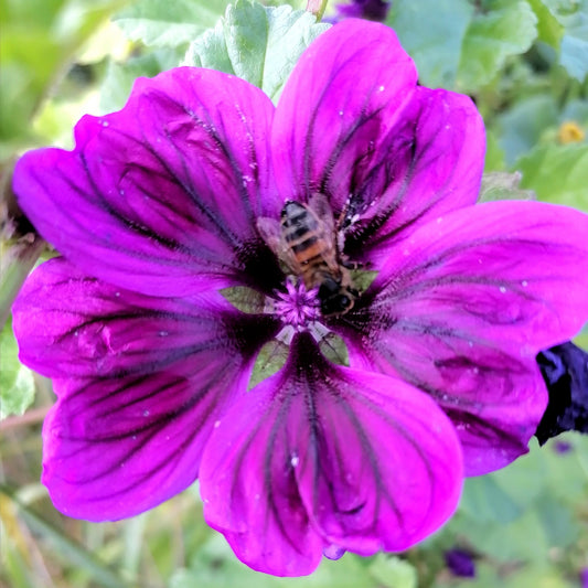 Mauve : socialiser sereinement