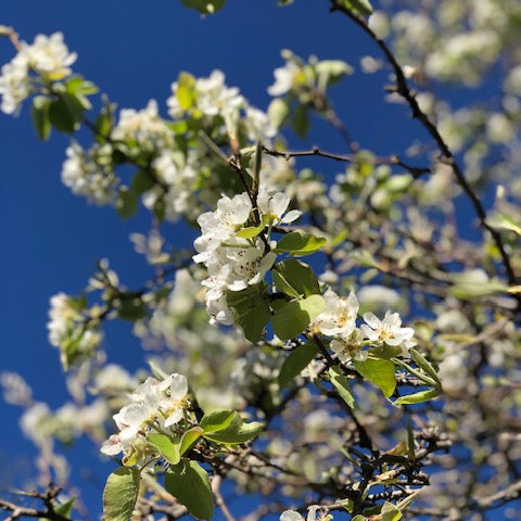 Poirier : s'ancrer dans la tempête