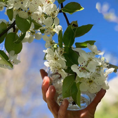 Poirier : s'ancrer dans la tempête