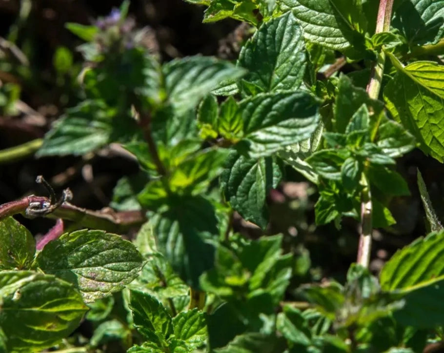 Menthe poivrée : clarifier et organiser ses pensées