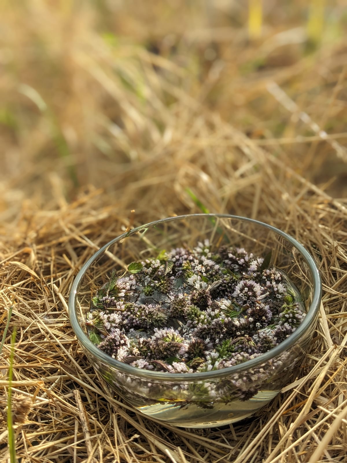 Menthe poivrée : clarifier et organiser ses pensées