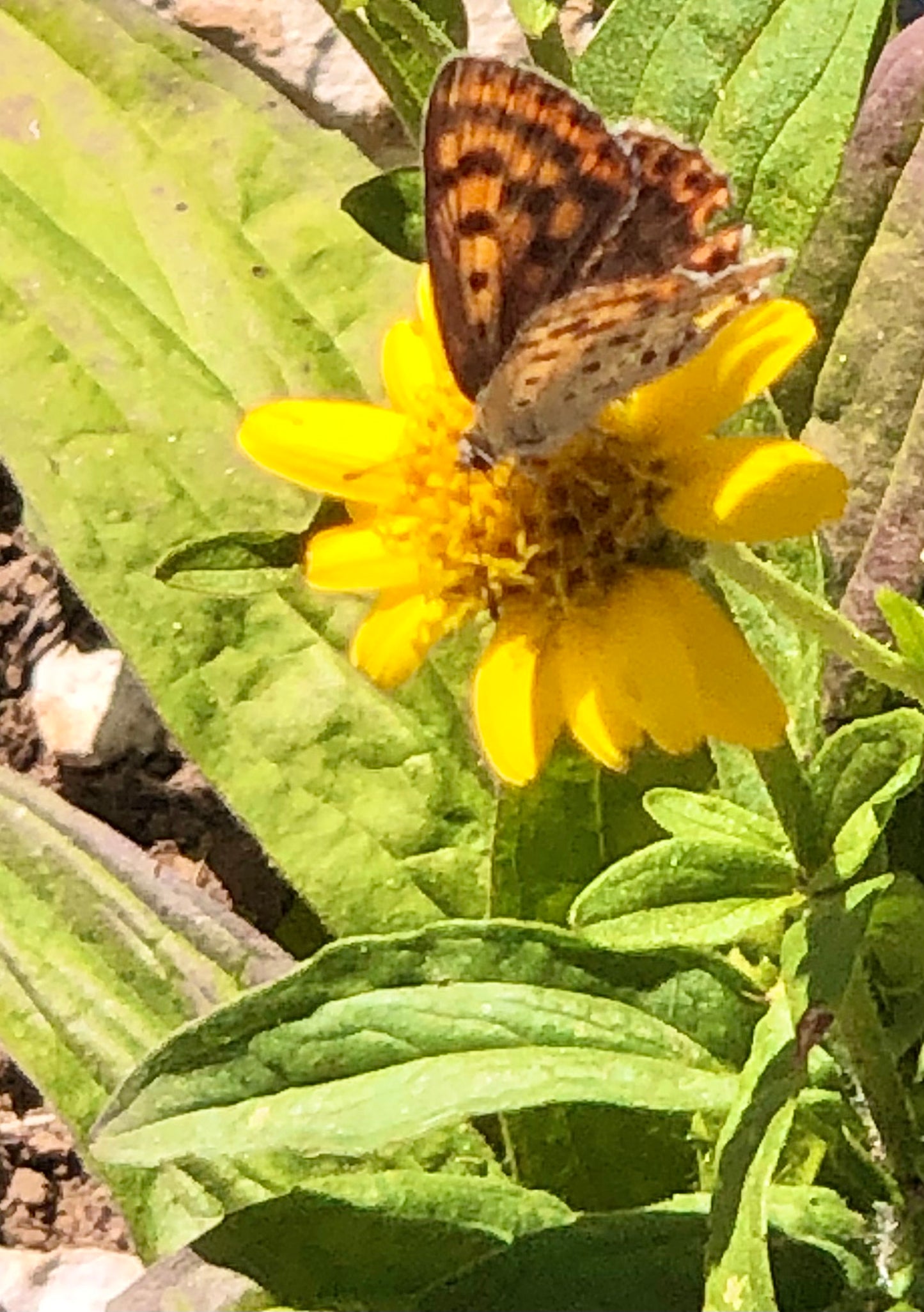 Arnica : se libérer des traumatisme