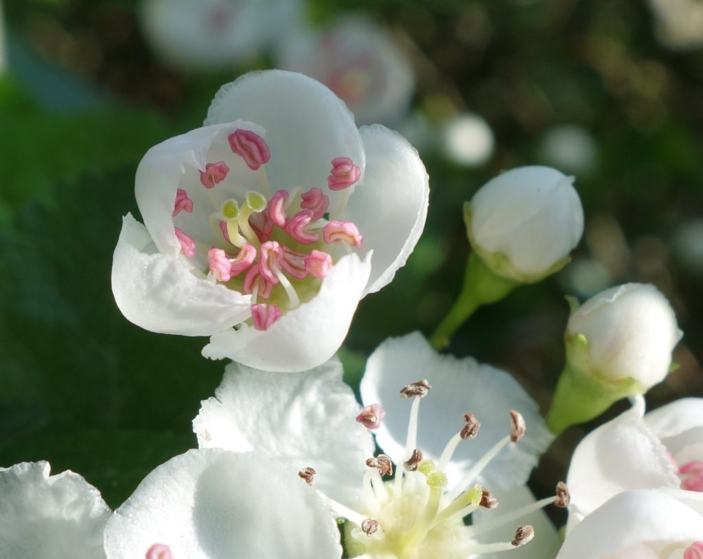 Aubépine : adoucir ses peines de cœur et s'affirmer