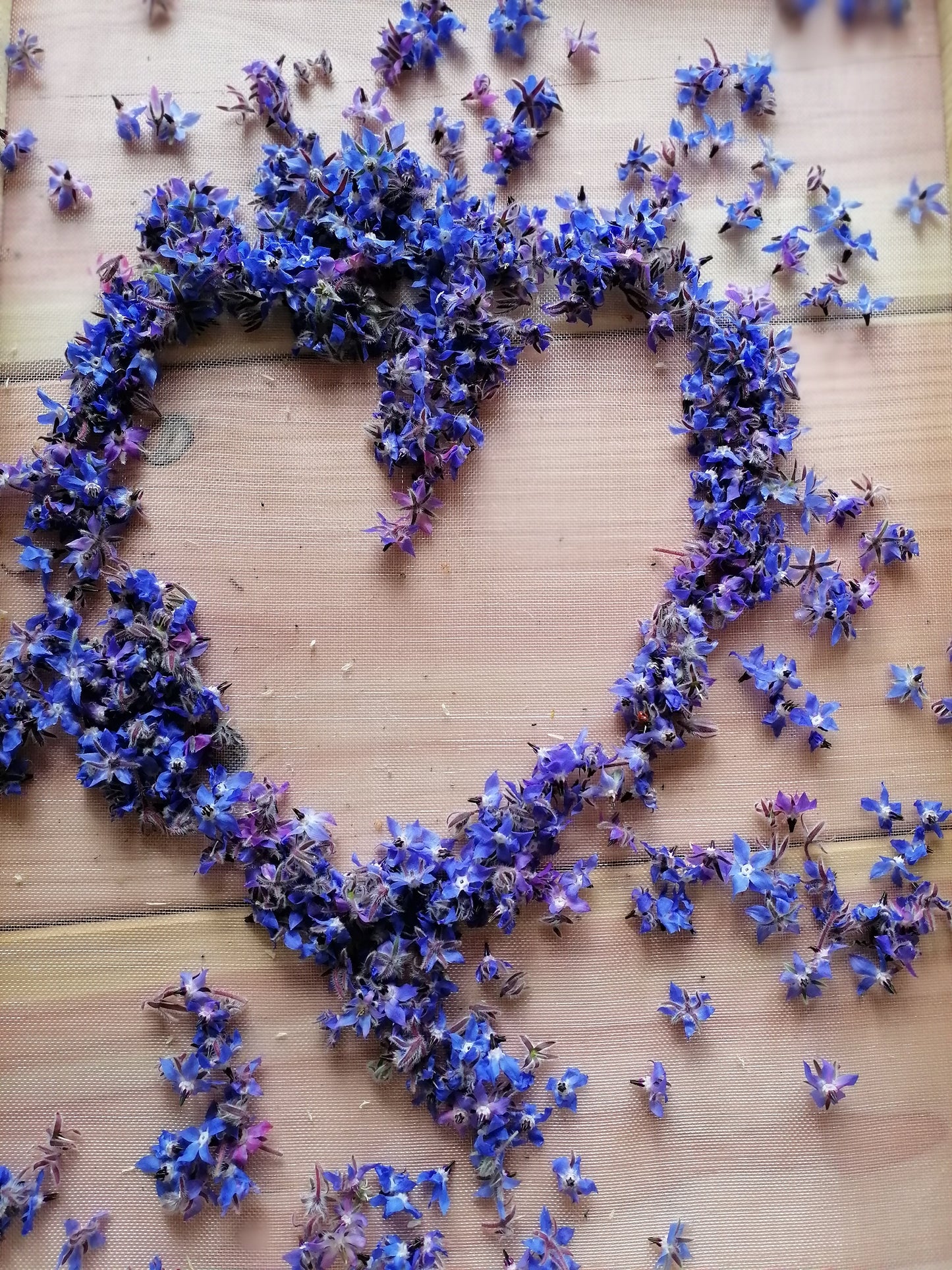 Bourrache : relever la tête et avancer