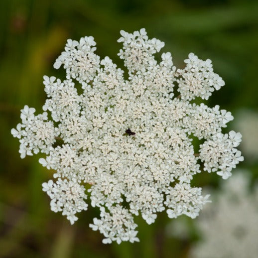 Carotte sauvage : écouter son intuition