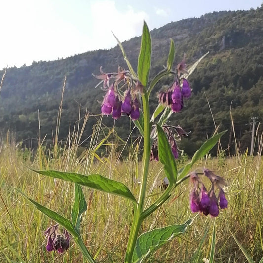 Consoude : prendre son espace