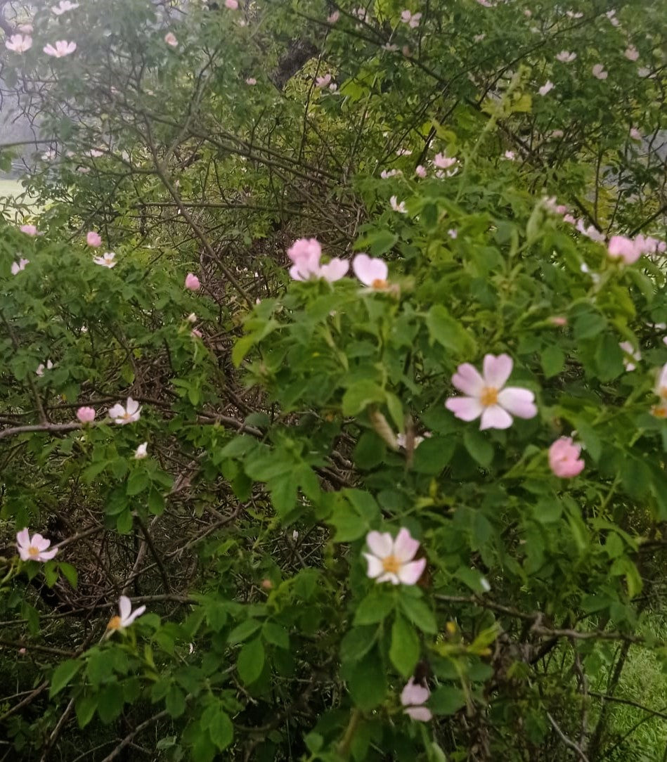 Eglantier : mobiliser son énergie