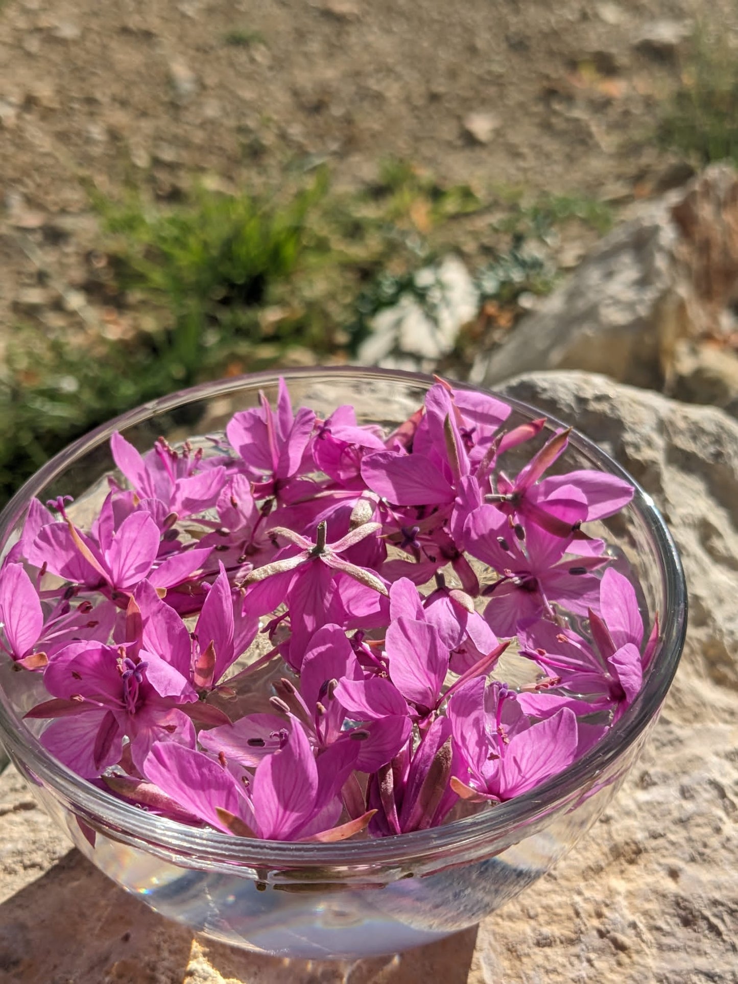 Epilobe : construire et réaliser