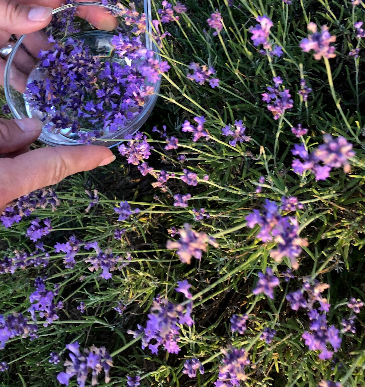 Lavande : s'apaiser et se centrer