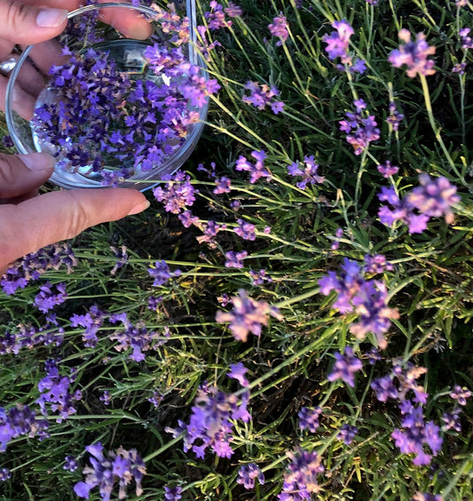 Lavande : s'apaiser et se centrer