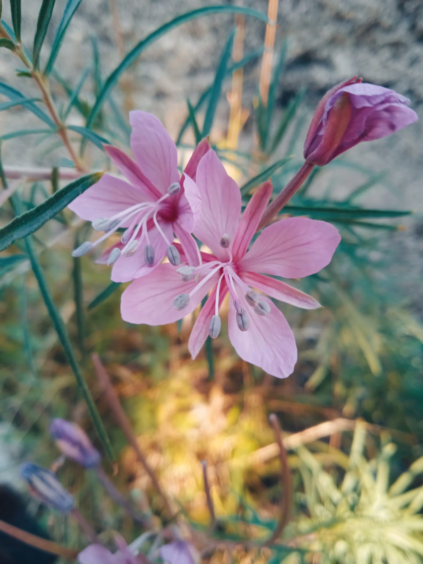 Epilobe : construire et réaliser