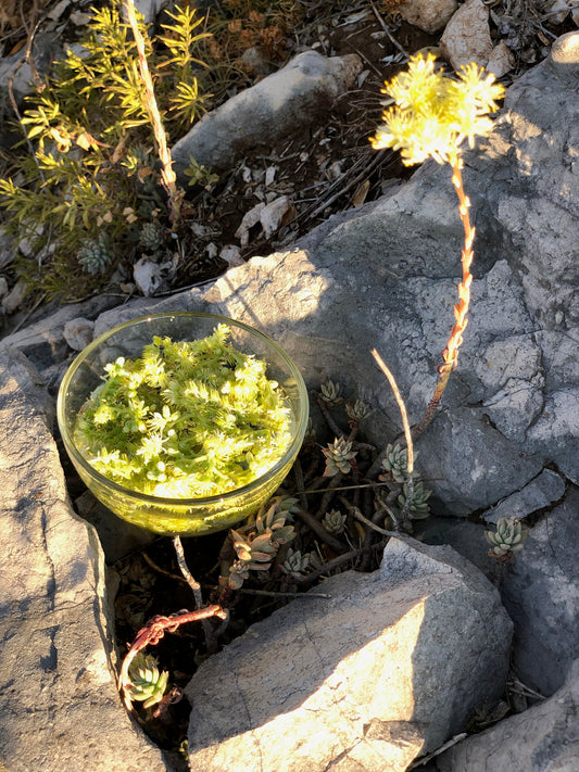 Orpin : développer son empathie