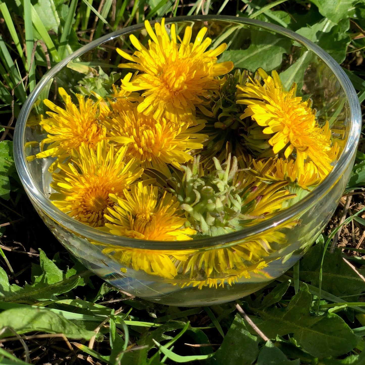 Pissenlit : retrouver souplesse physique et psychique