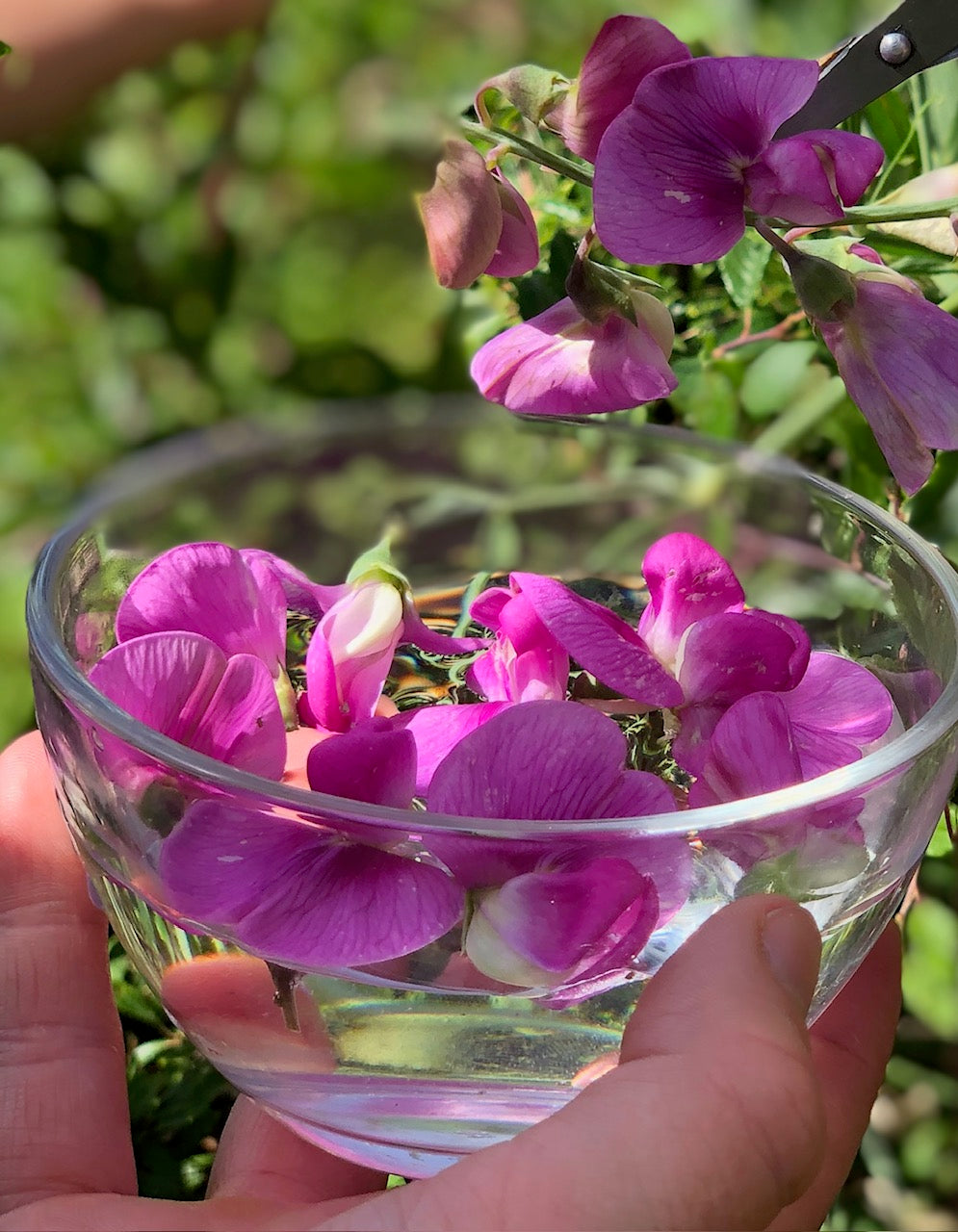 Pois de senteur : s'intégrer dans la communauté sociale