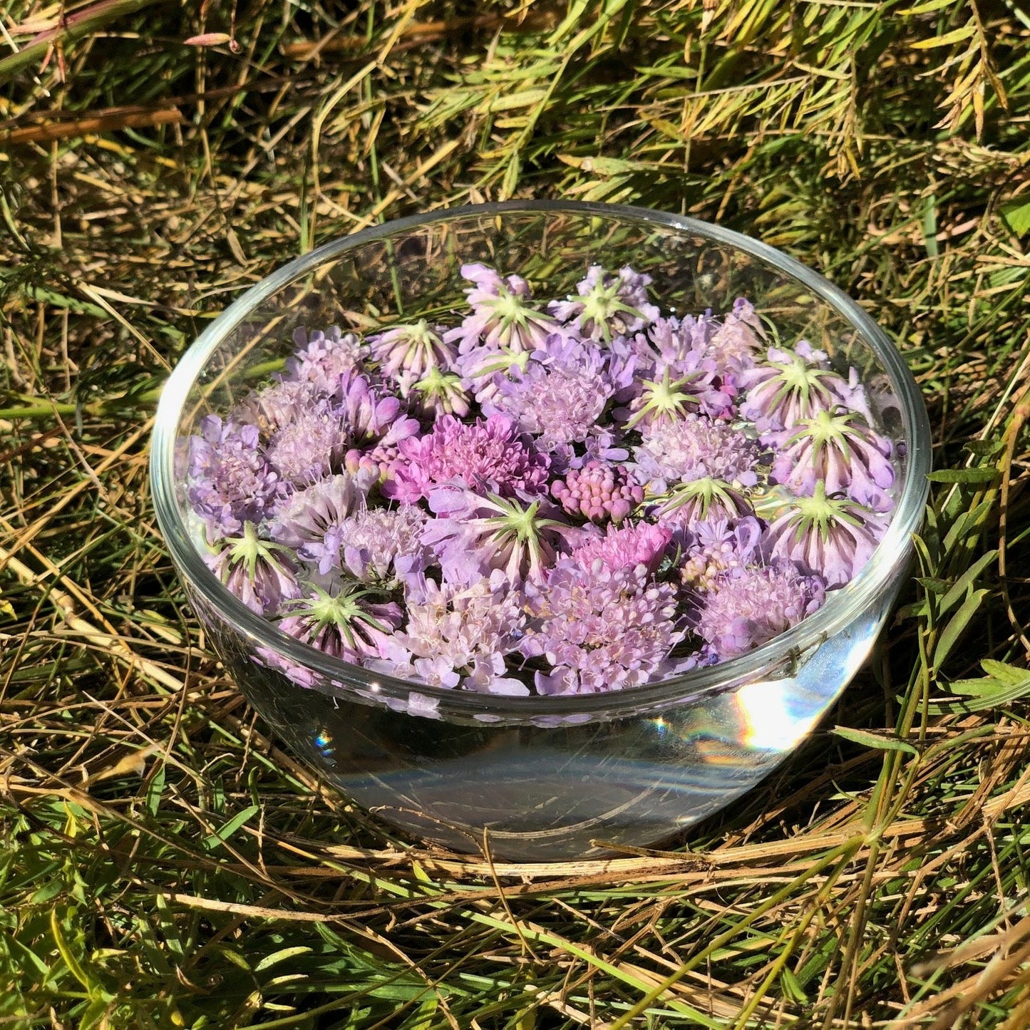 Scabieuse : s'aimer tel que l'on est