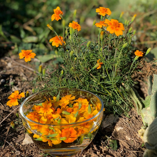 Tagète : être à l'écoute