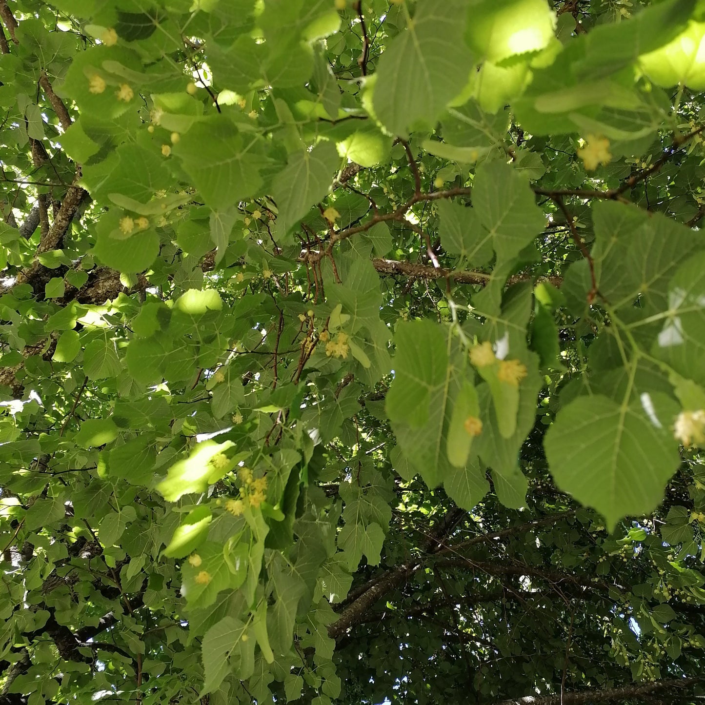 Tilleul : ressentir et exprimer l'amour parental