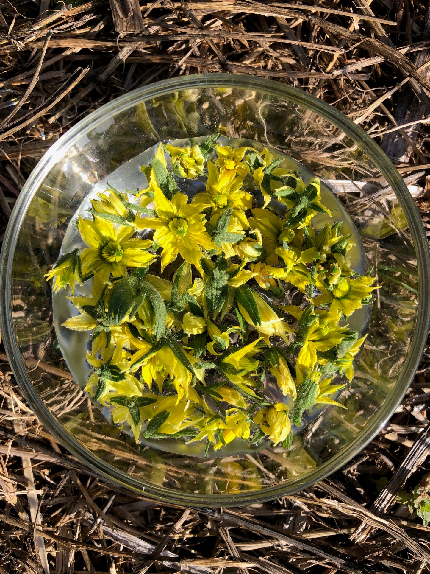 Tomate : éloigner les parasites