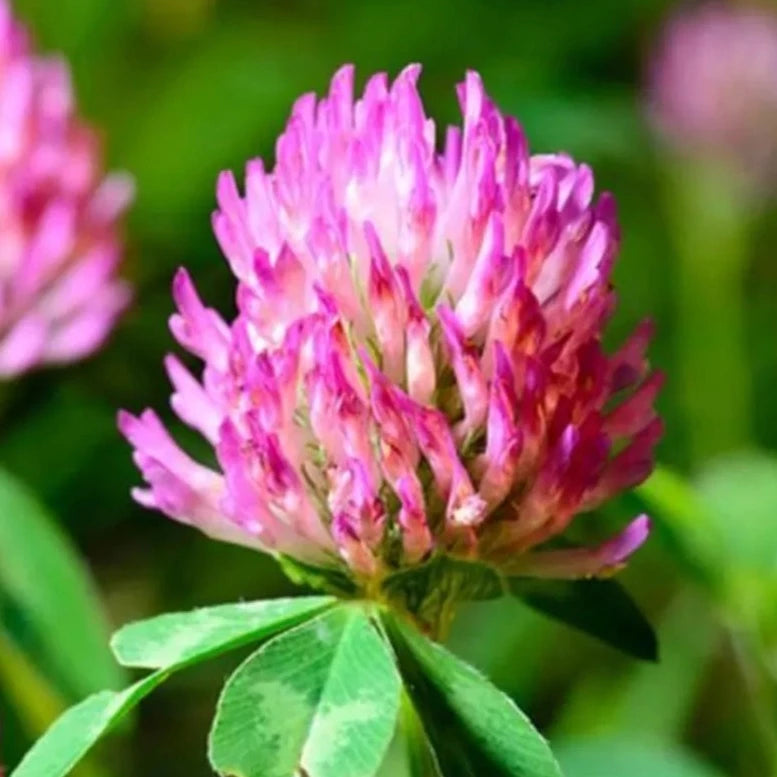 Trèfle rouge : résister à l'anxiété et aux peurs collectives