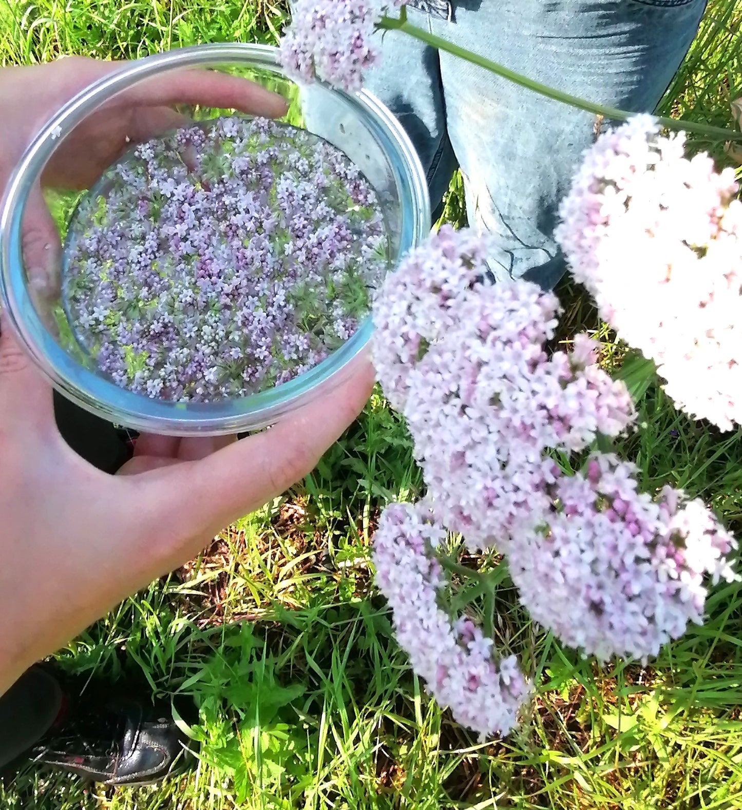 Valériane : s'apaiser et bien dormir