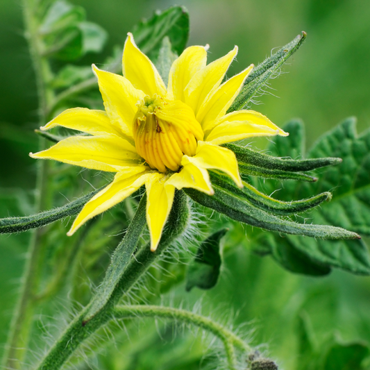 Tomate : éliminer les parasites